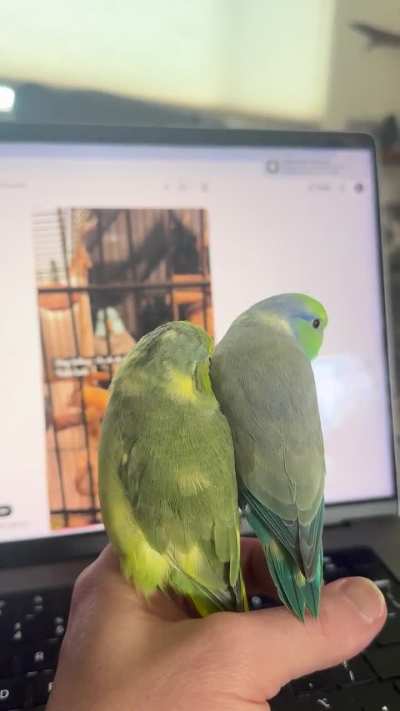 Movie Night