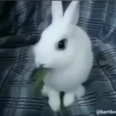 Bugs b🤮nny