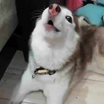 The dog siren has sounded!