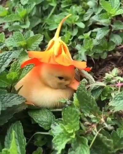 SMaSheD BaBy dUcK aLoRaNGe sERvEd oN a bED oF MinT