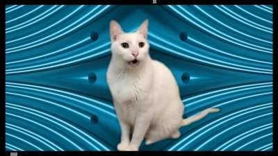 Havanna cats