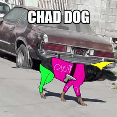 chad dog
