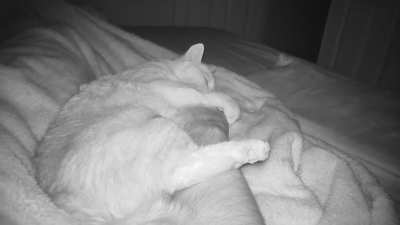 Sleepy koala biscuits