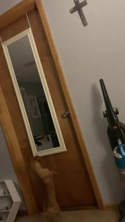 This is Chip. He’s (trying to) looking at himself in the mirror. He does it every day.