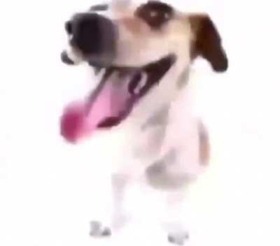 Pictures of dog☺️
