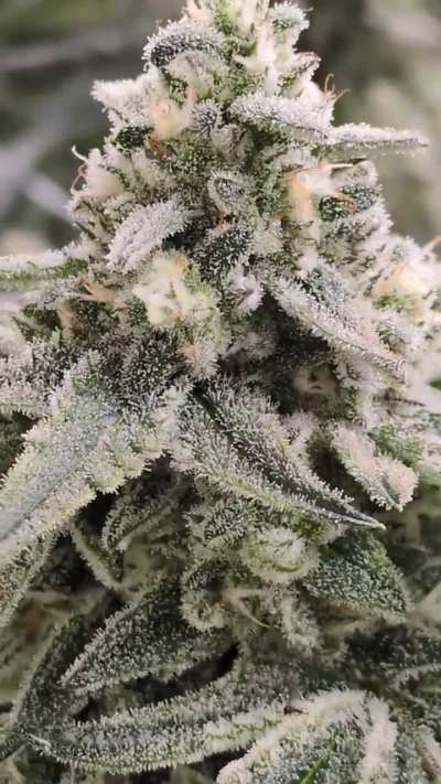 Blunt Kush day 47