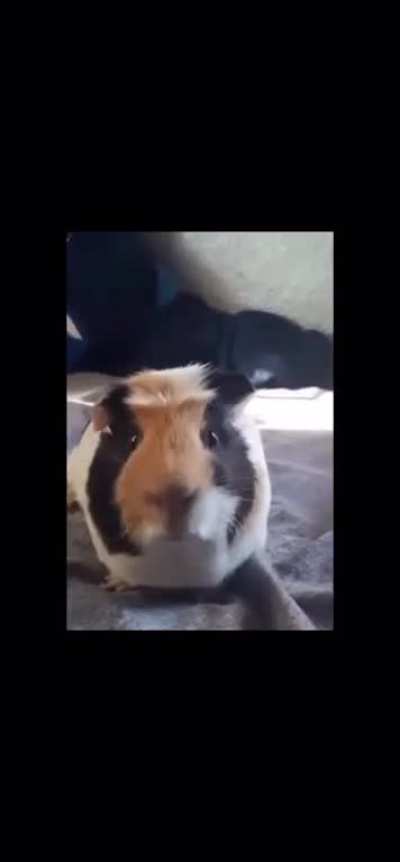 Give me pig