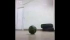 tutorial bicho