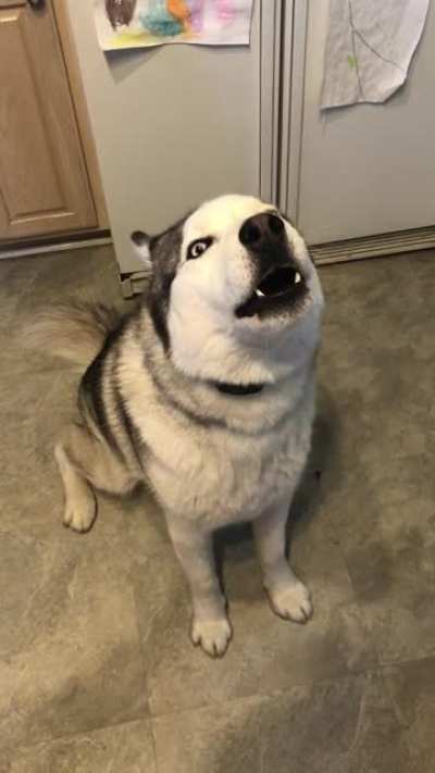 Taco knows how handsome he is
