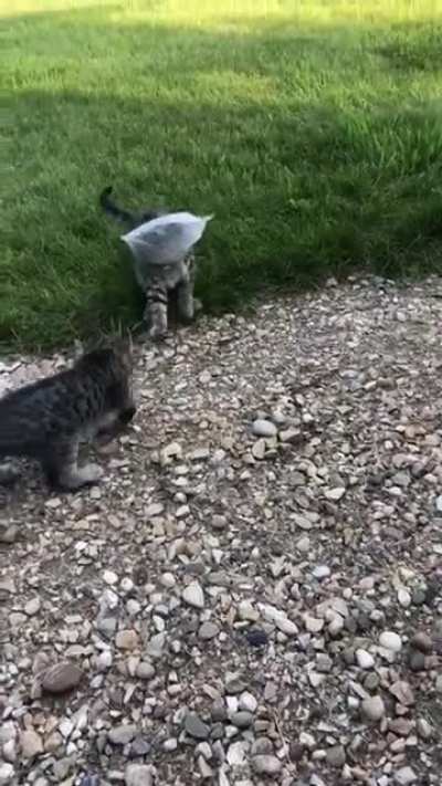 Dog saves the day