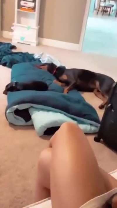 With her dogs