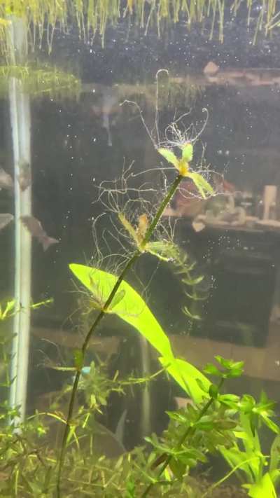 I’m super new to planted tanks. Can someone tell me what this is and how do I get rid of it
