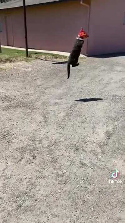 Blinded by a bag of Doritos