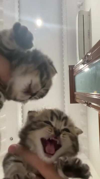A Chorus of Screaming Kittens (TikTok: dh1ll4)