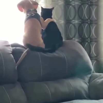 “See that squirrel? Our common enemy.”