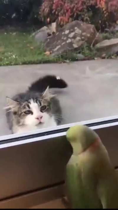 Peekaboo