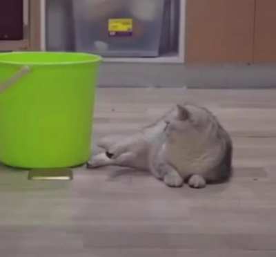 O gato da esquerda ainda deu uma piscadela só de zoas