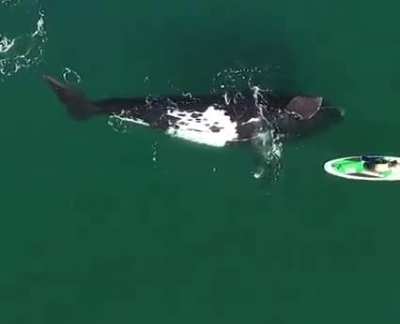 A friendly southern right whale swims right up to and underneath a paddleboarder off the coast of Argentina.