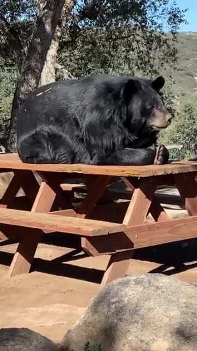 A perfectly satisfying place for a nap in the sun