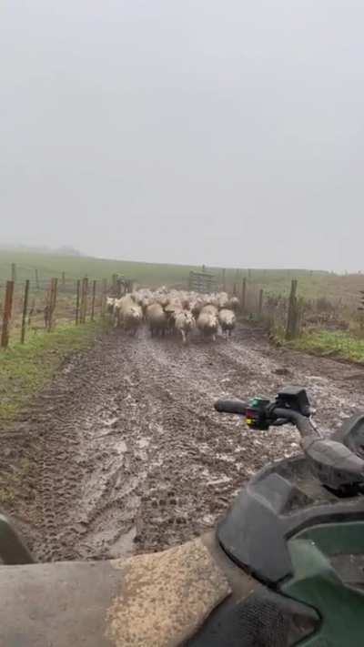 A herding dog at work