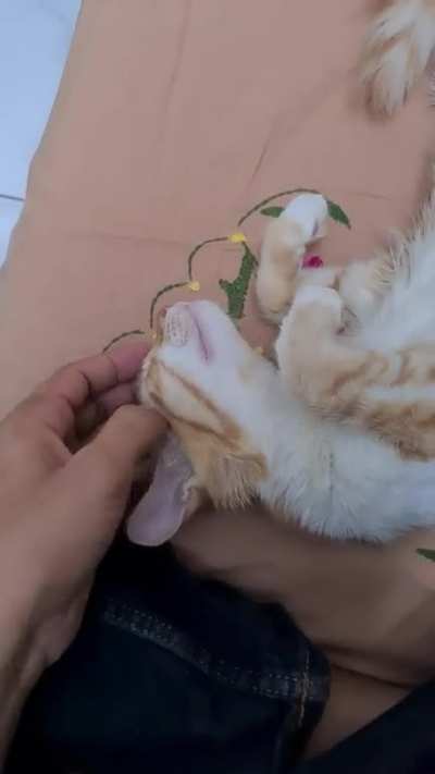 Scratch my head hooman!