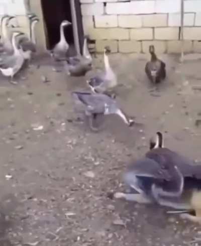 Köpeği sikiyorlar