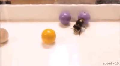 Bee play with ball