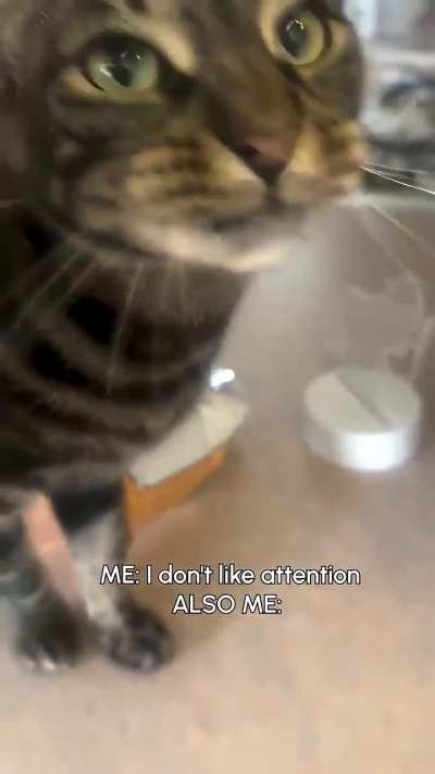 Very Vocal Cats Demand To Be Honest.