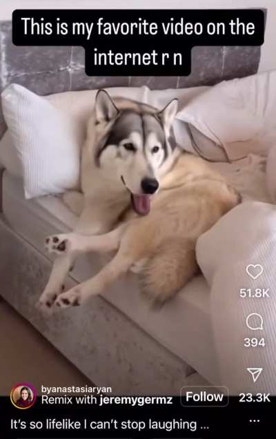 Using AI to bring photo of a husky to life doesn’t go to plan