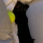 Lil' baby Martini