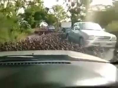 My Duck ppl need me