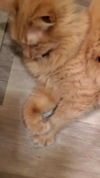 Phoenix doing the roll, getting the pets!