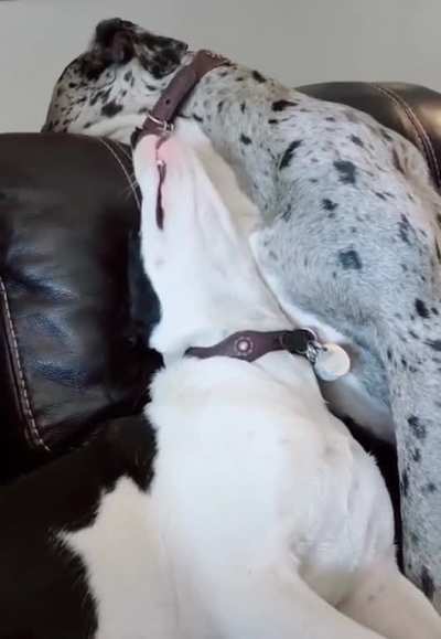 This is where little dogs sit