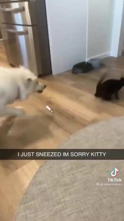 Pore kitty