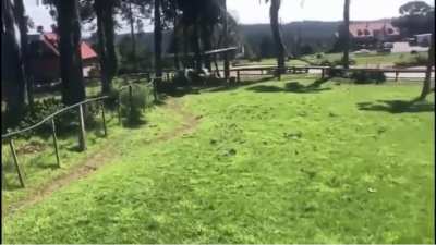 Drunk dude sprints through Ostrich enclosure.