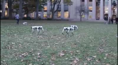The robotic dogs of the future.