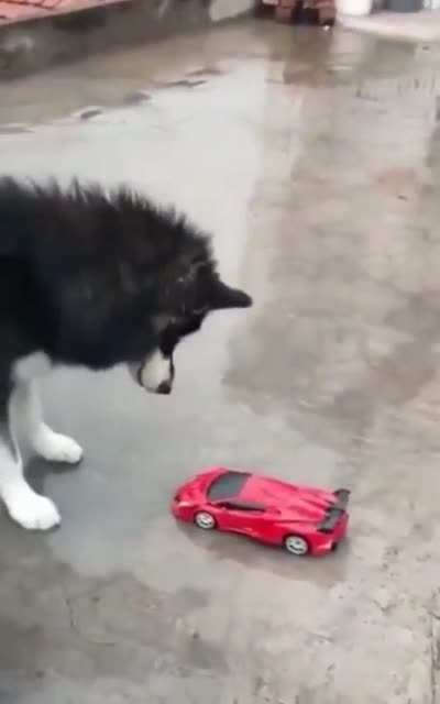 He’s alright, just a little startled
