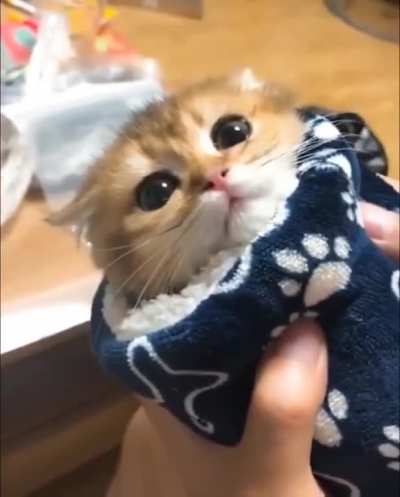 Kitty