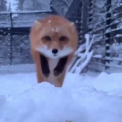 Cameraman swallowed by fox