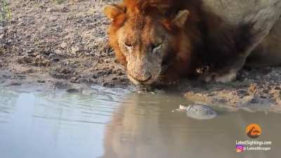 A terrapin is being a bossy jerk chasing away two lions from his watering hole. He eventually gets them to leave.