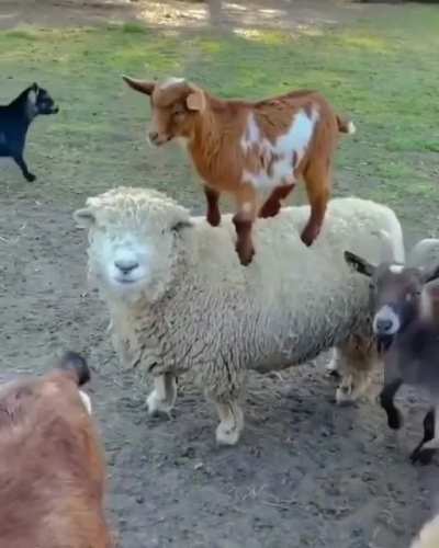 sheep and little goat