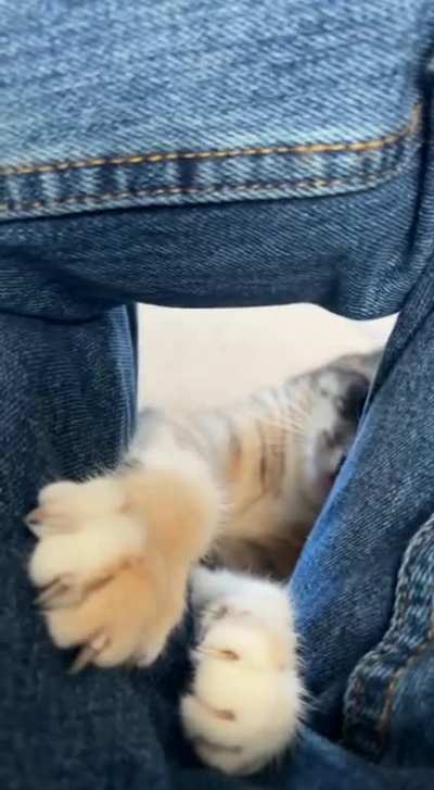 Just a cat doing cat things