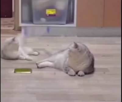 Cat unintentionally kicks a bottle and ends up doing a bottle-flip on the other cat’s head.