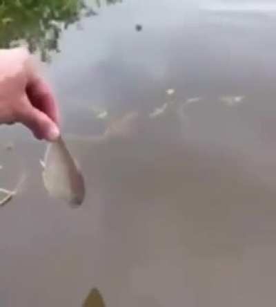 Fish Moment