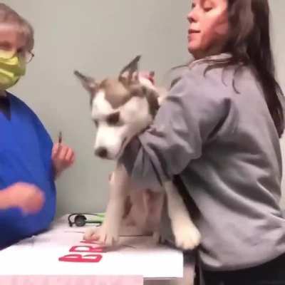 Doge gets vaccinated.