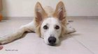 My dog went crazy cuz I Booped her too many times