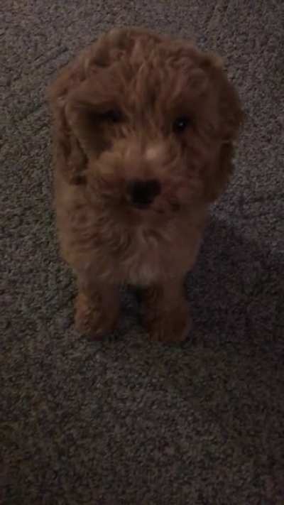 Puppy attack!!