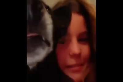 Cachorro falante