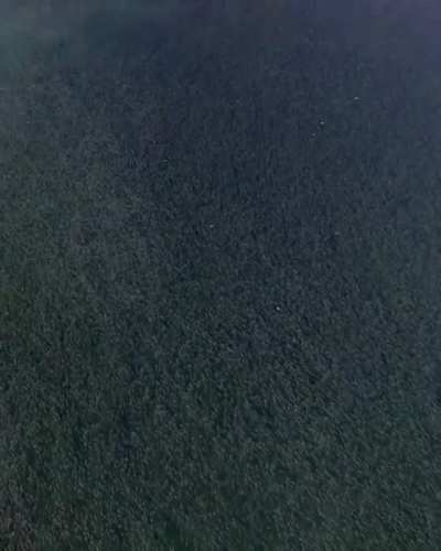 Biggest school of fish I’ve ever seen