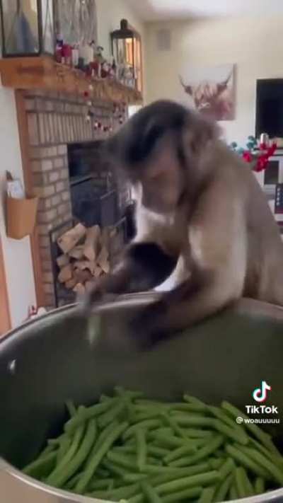 Monkey Chef
